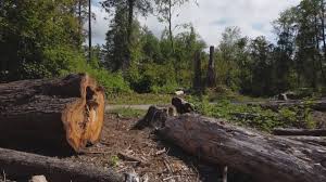 Trusted Jamesport, NY Tree Services Experts