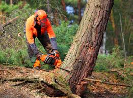 How Our Tree Care Process Works  in  Jamesport, NY