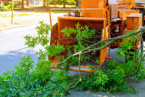 Seasonal Cleanup (Spring/Fall) in Jamesport, NY