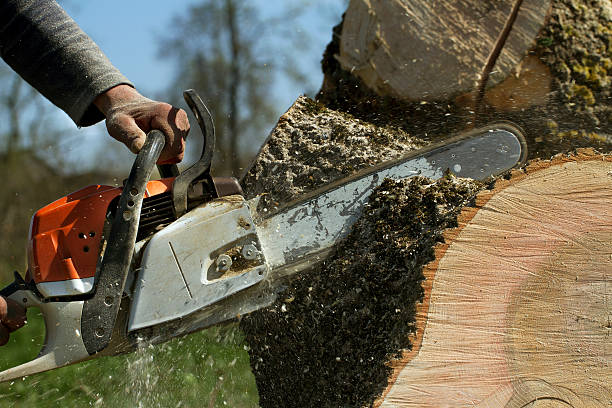 Best Storm Damage Tree Cleanup  in Jamesport, NY